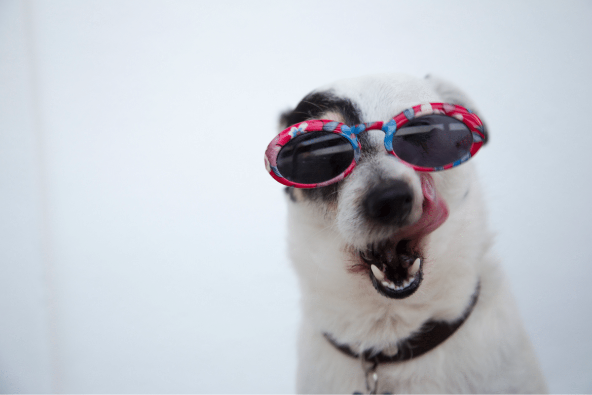 White dog licking lips wearing red floral sunglasses