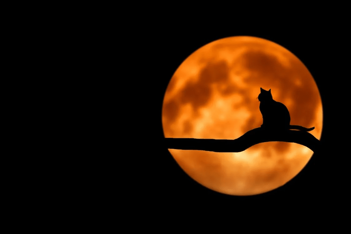 Cat silhouette on branch in front of orange moon