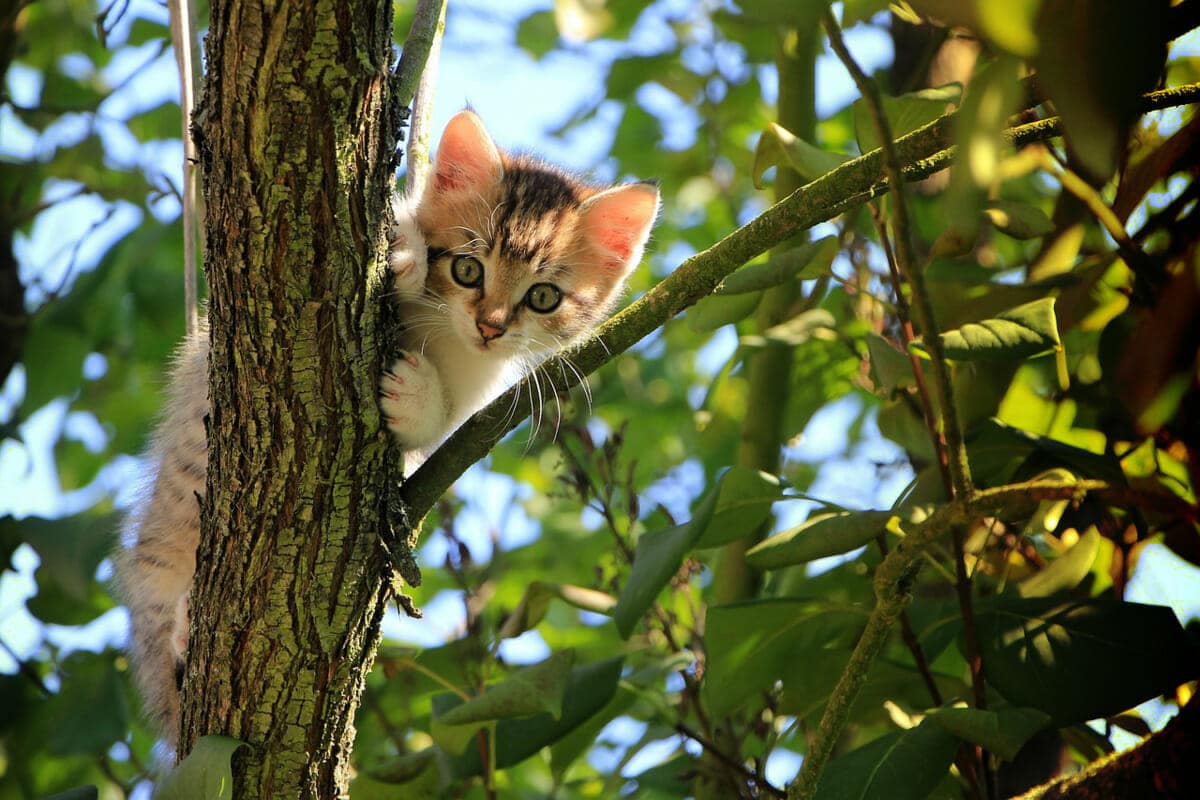 Curious calico kitten in a tree background