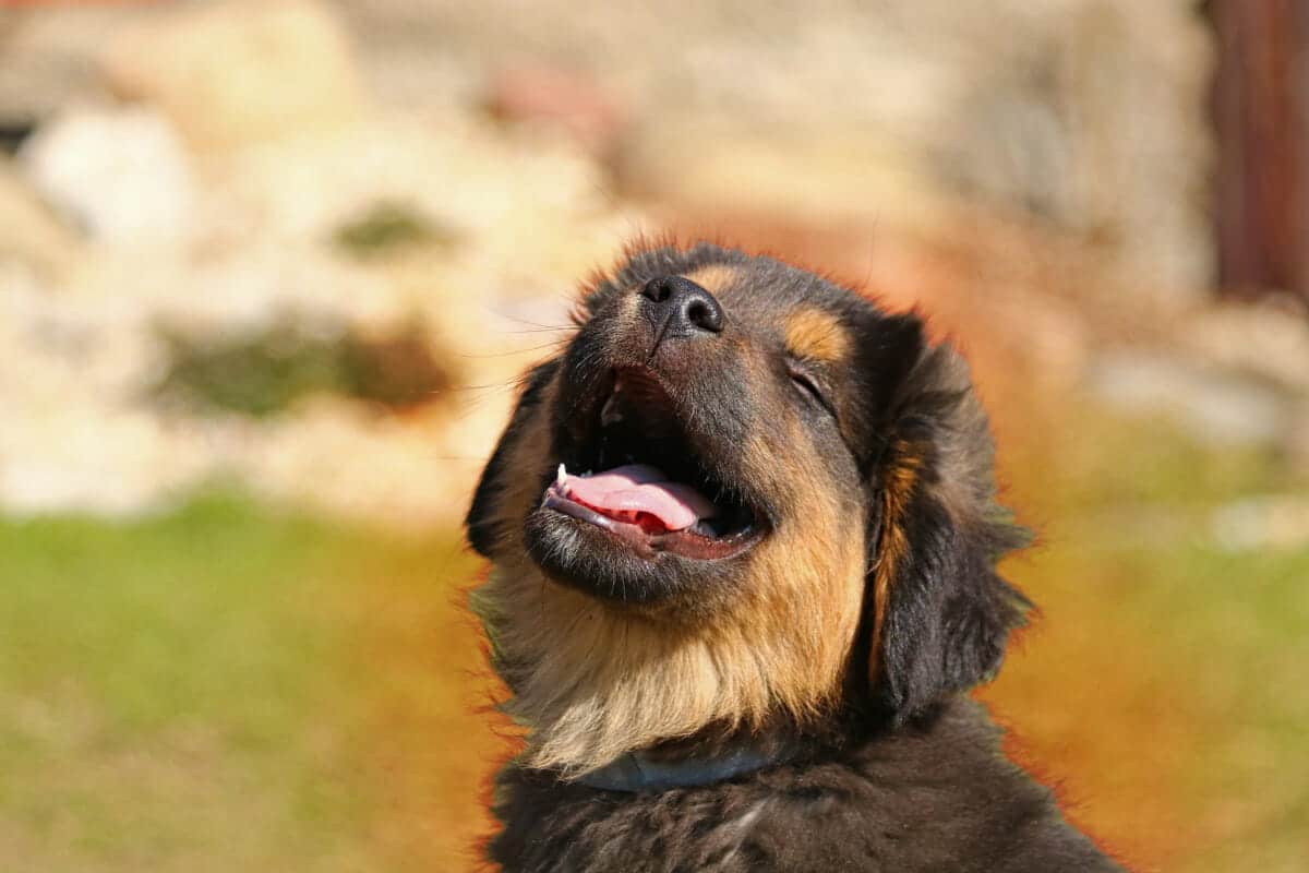 Rottweiler puppy smiling in the sunshine