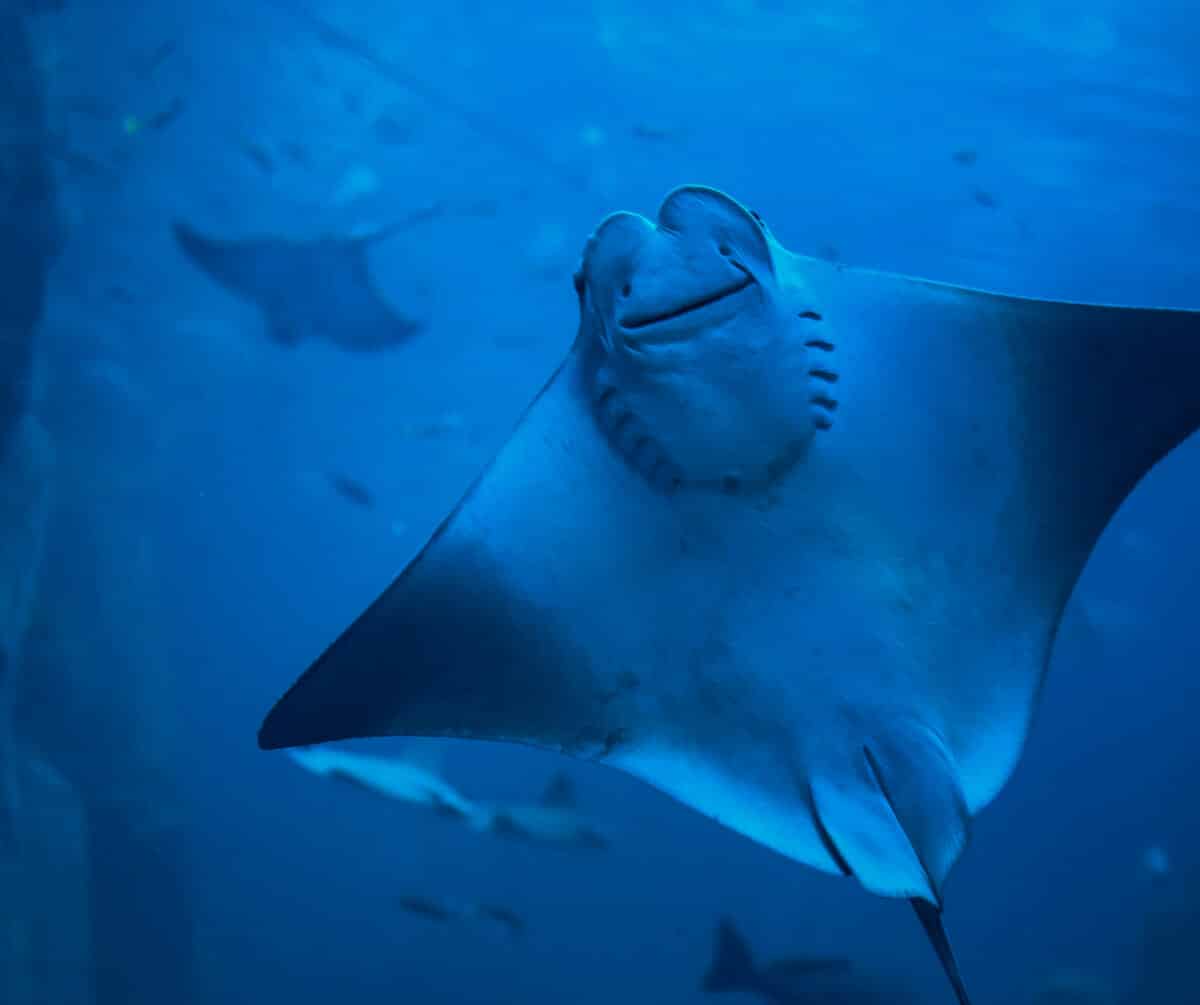 Smiling manta ray in ocean