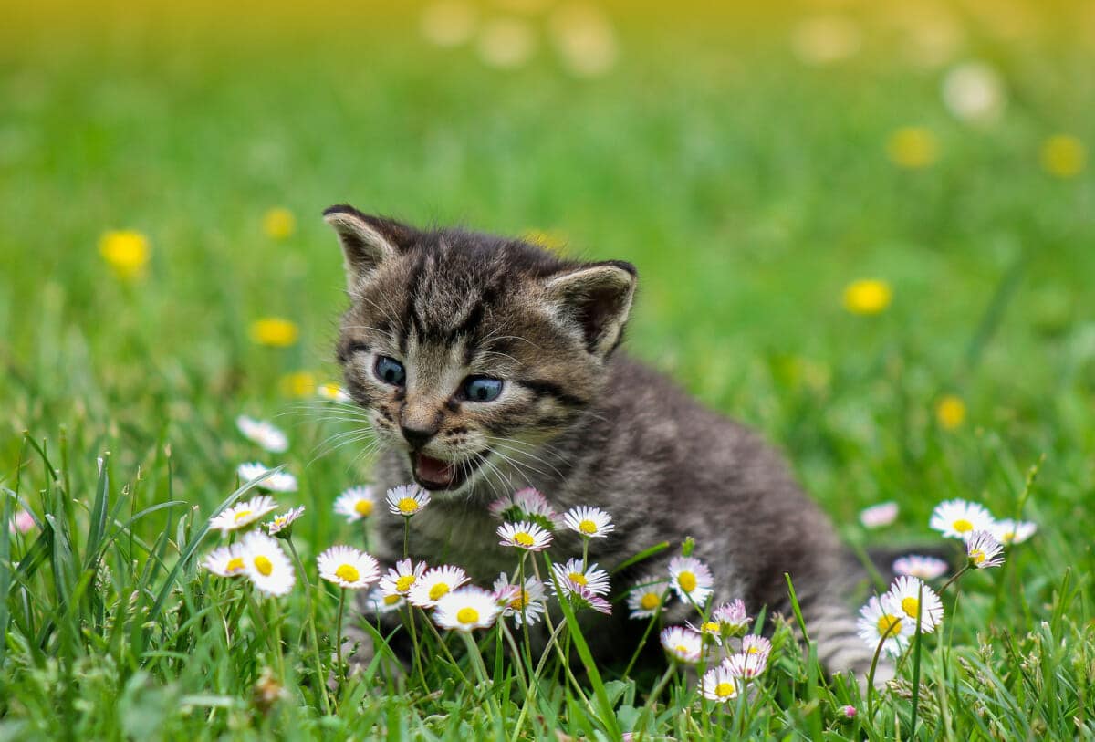 Tabby kitten talking to daisies background