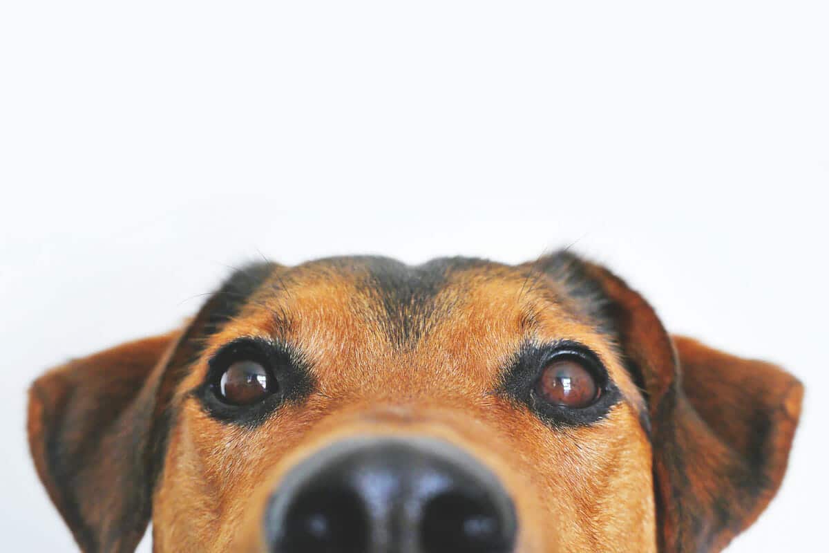 Curious brown dog background image