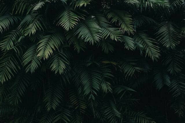 A photo backdrop with black ground and green leaves